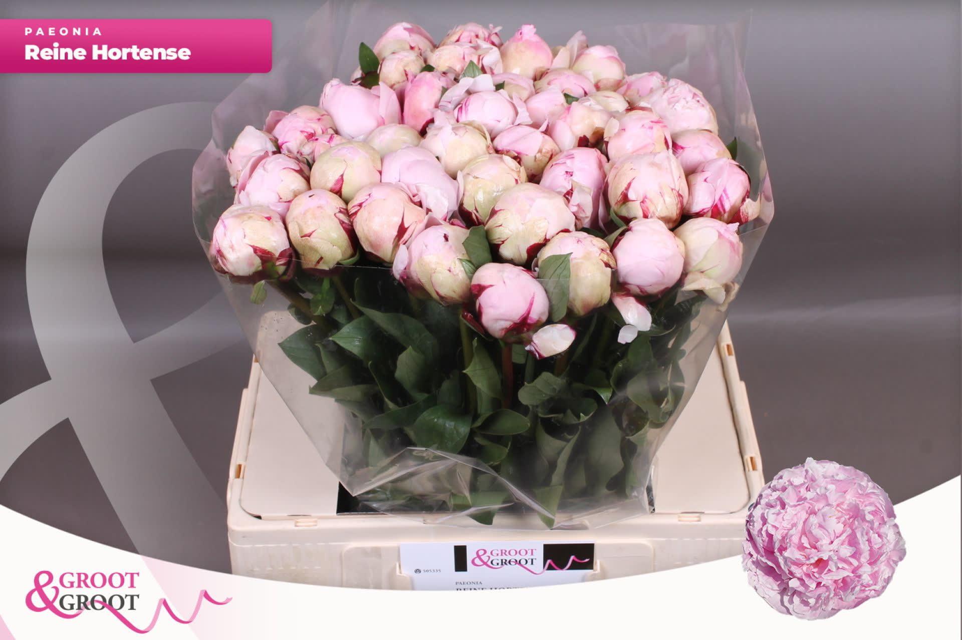 Срезанные цветы оптом Paeonia reine hortense от 40шт из Голландии с доставкой по России