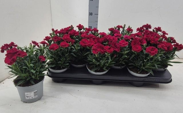 Горшечные цветы и растения оптом Dian Osc Cherry от 12шт из Голландии с доставкой по России