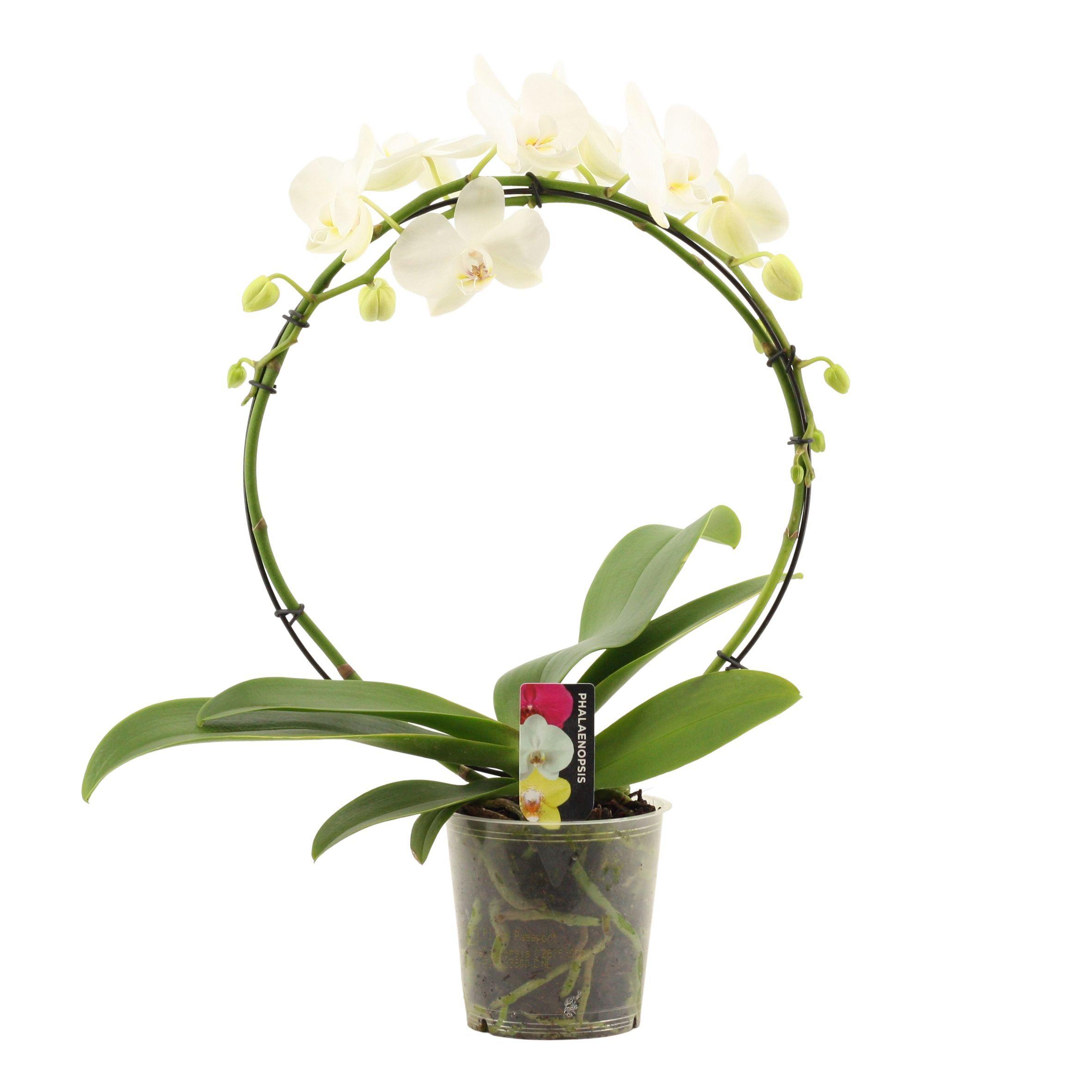 Горшечные цветы и растения оптом Phal Ov Wit от 5шт''' из Голландии с доставкой по России