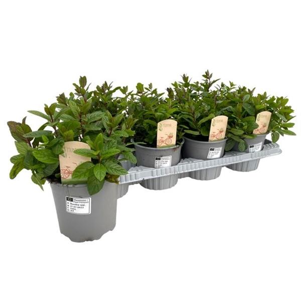 Горшечные цветы и растения оптом Mentha Spicata Maroc от 8шт из Голландии с доставкой по России