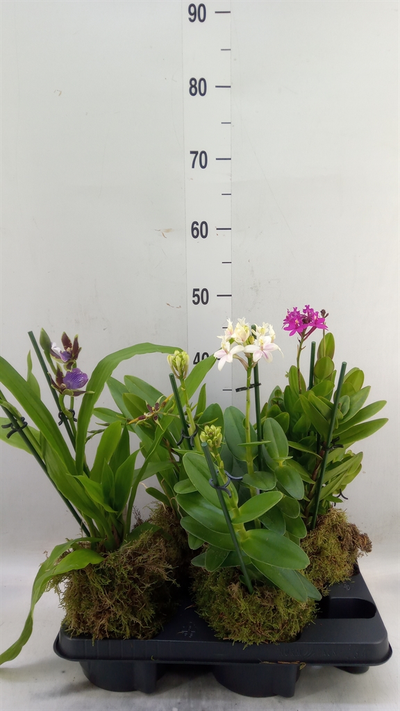Горшечные цветы и растения оптом Orchideeen   ... от 4шт из Голландии с доставкой по России