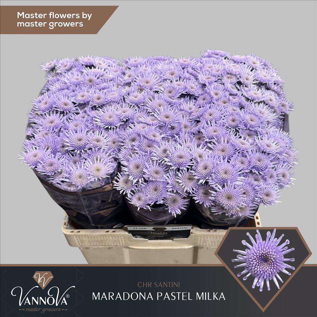 Срезанные цветы оптом Chrys sp paint maradona pastel milka от 75шт из Голландии с доставкой по России