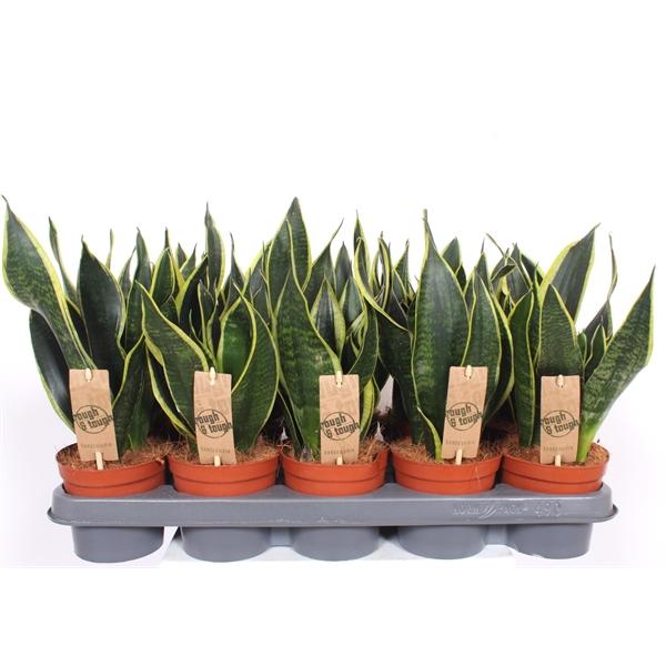Горшечные цветы и растения оптом Sansevieria Black Superba от 10шт из Голландии с доставкой по России