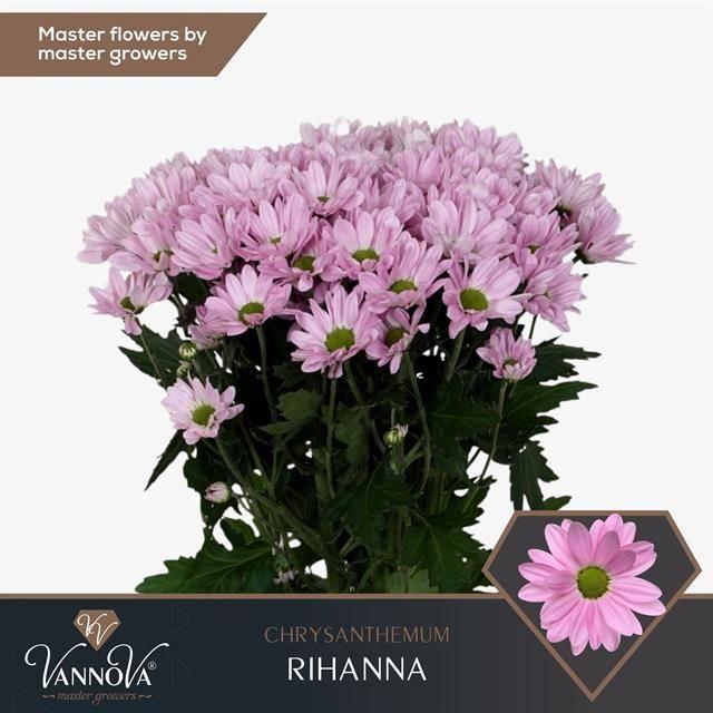 Срезанные цветы оптом Chrys sp rihanna от 80шт из Голландии с доставкой по России