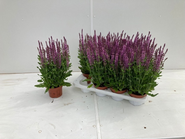 Горшечные цветы и растения оптом Salvia Ne Se Dp Rose от 8шт из Голландии с доставкой по России