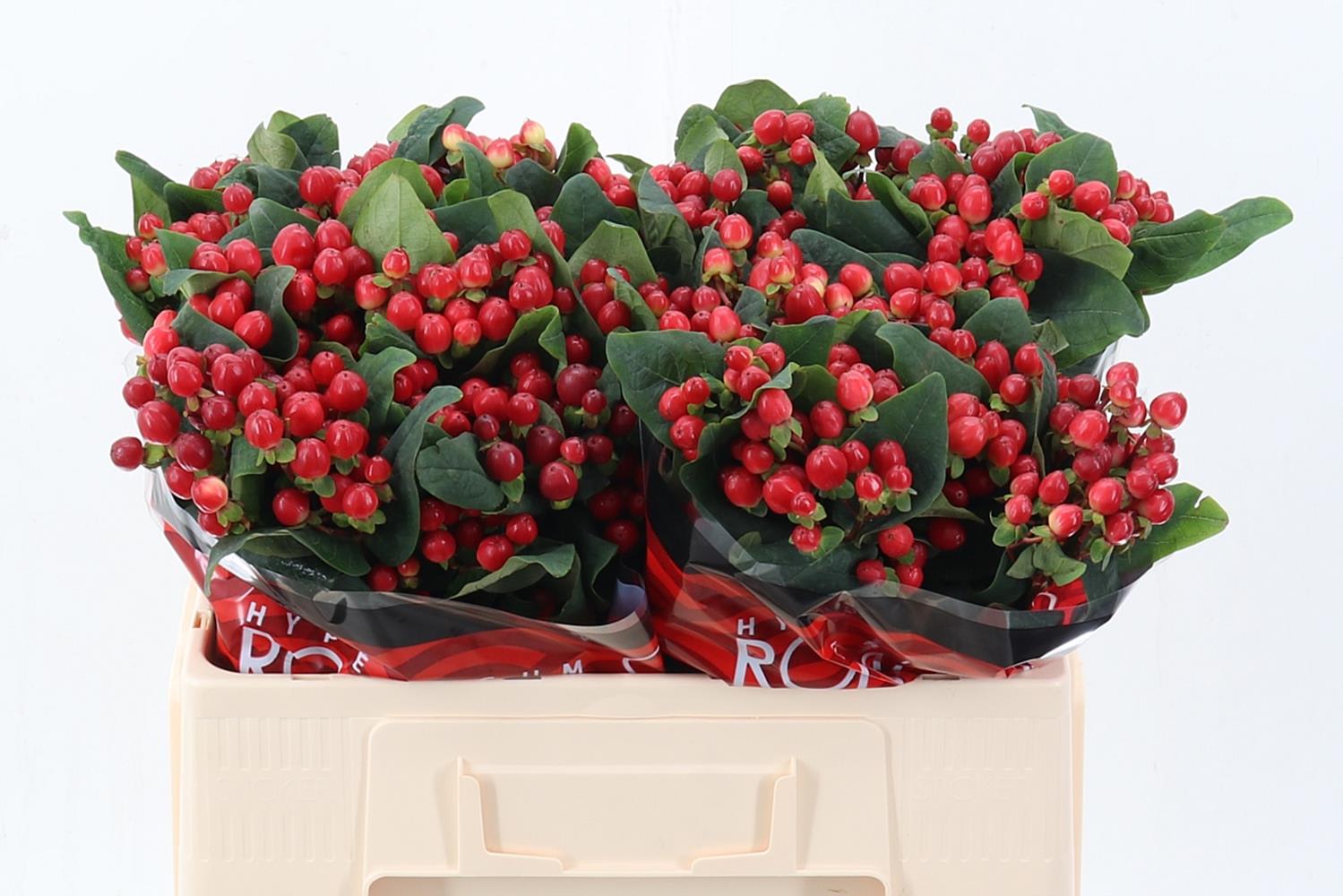 Срезанные цветы оптом Hypericum true romance от 100шт. из Голландии с доставкой по России