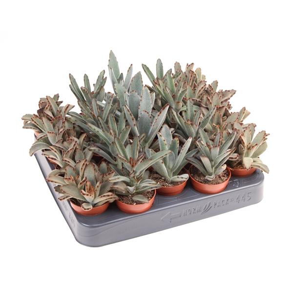 Горшечные цветы и растения оптом Kalanchoe Tomentosa Mix от 20шт (для телеги) из Голландии с доставкой по России