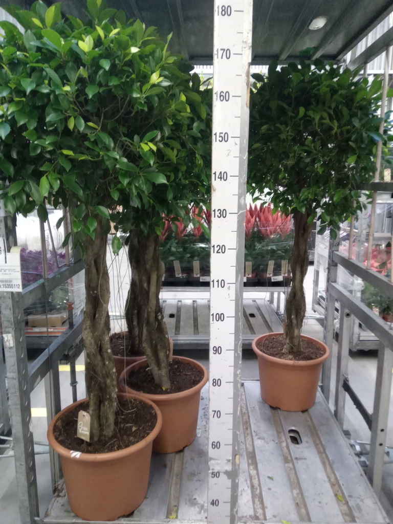 Горшечные цветы и растения оптом Ficus   ... от 1шт из Голландии с доставкой по России