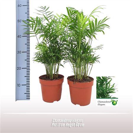 Горшечные цветы и растения оптом Chamaedorea Elegans от 6шт из Голландии с доставкой по России