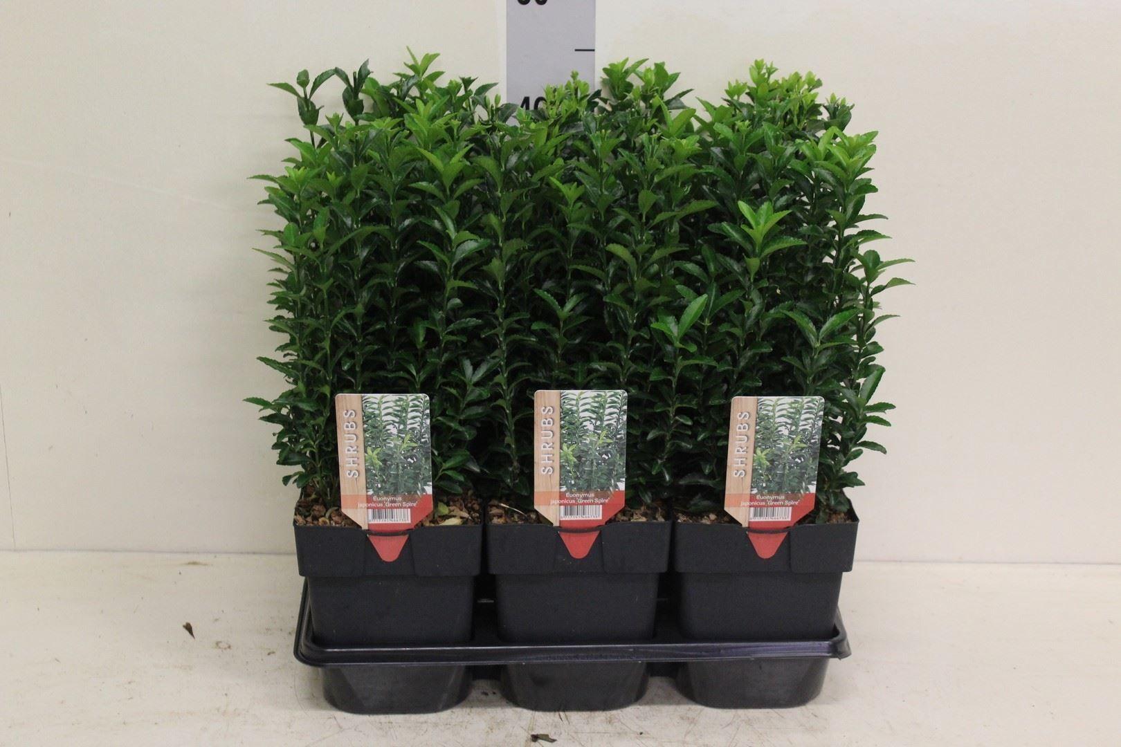 Горшечные цветы и растения оптом Euonymus Japon. green Spire от 6шт из Голландии с доставкой по России