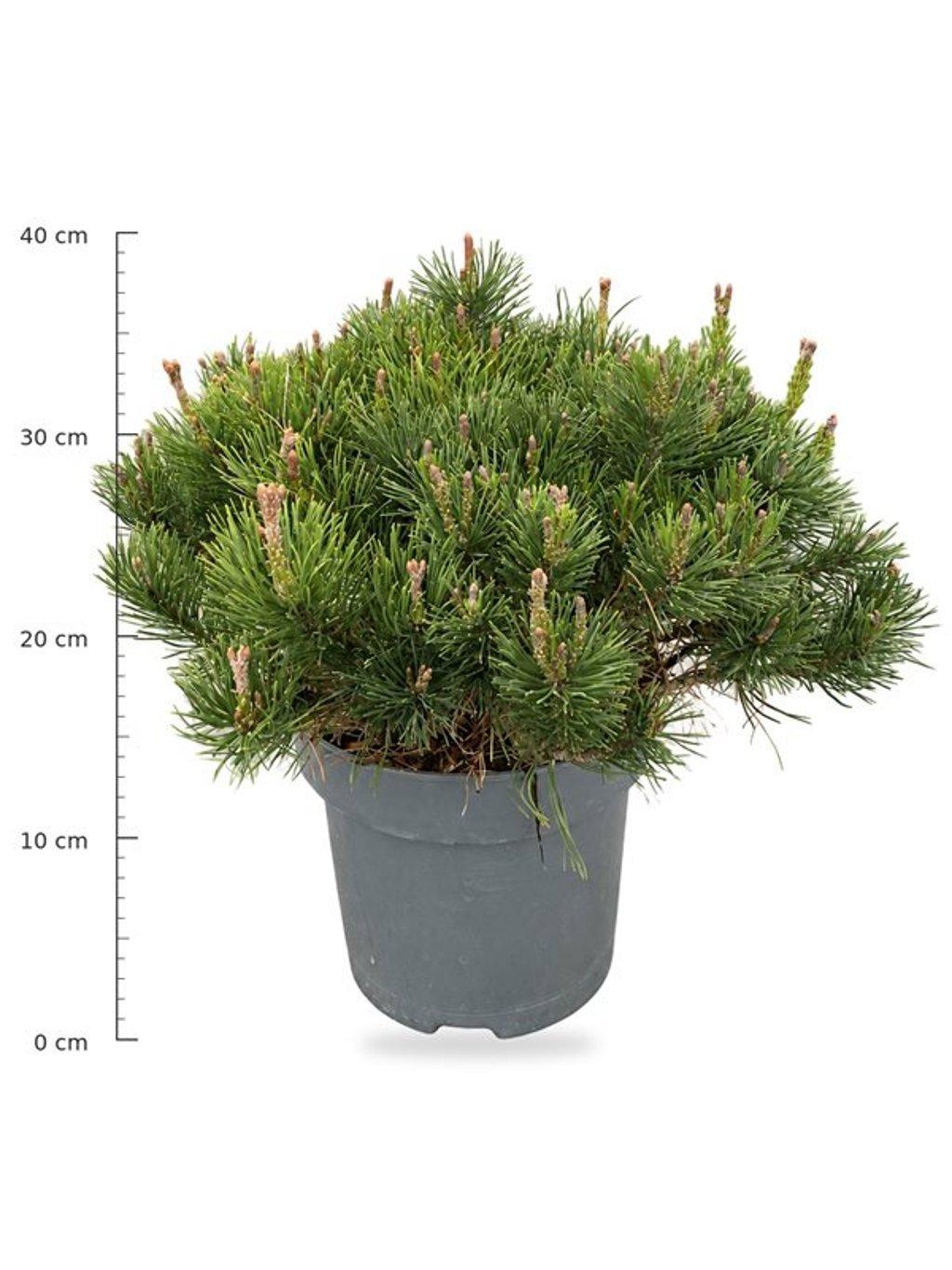Горшечные цветы и растения оптом Pinus Mugo Mugo от 1шт из Голландии с доставкой по России