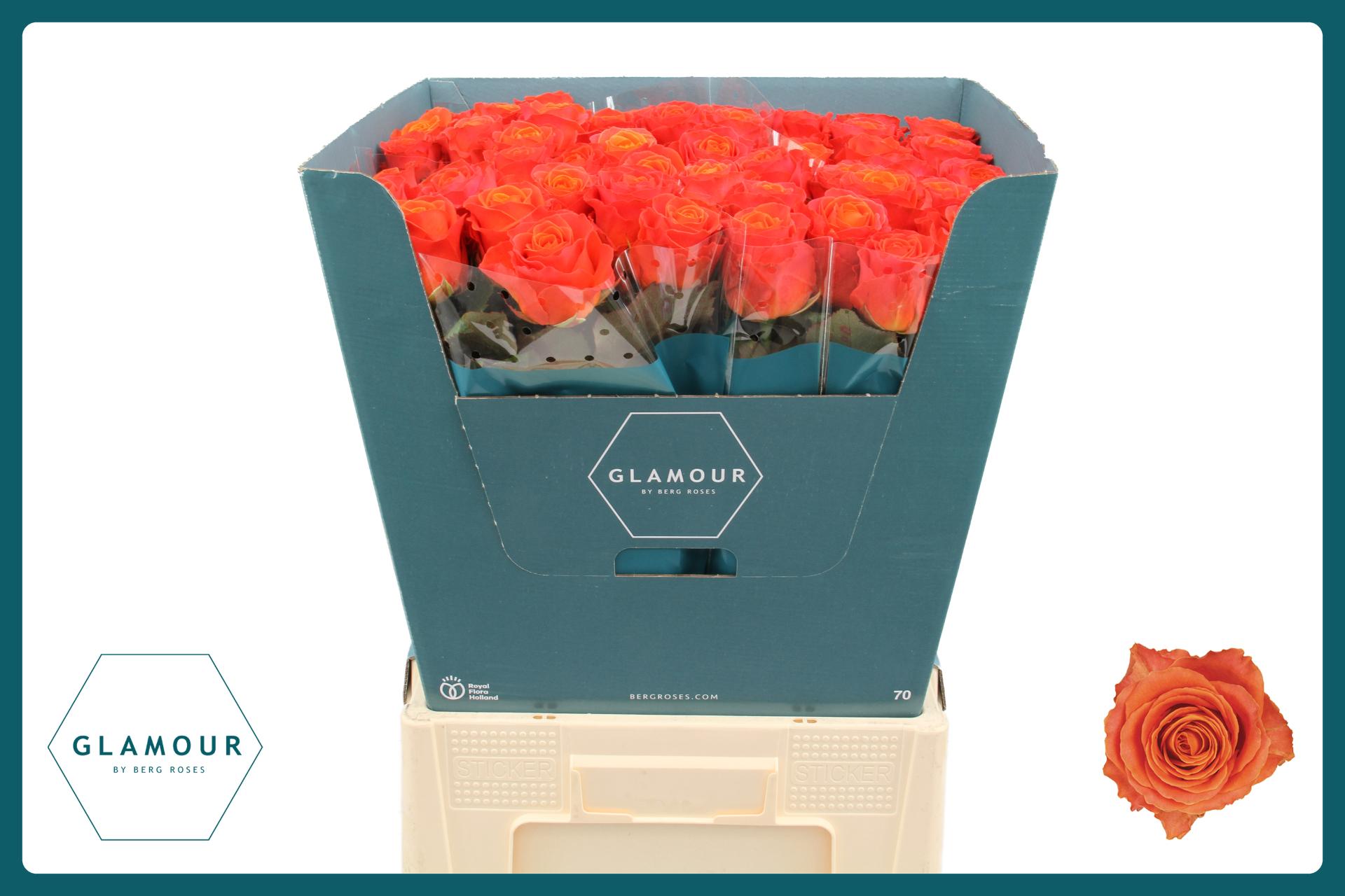 Срезанные цветы оптом Rosa large clarence от 50шт из Голландии с доставкой по России