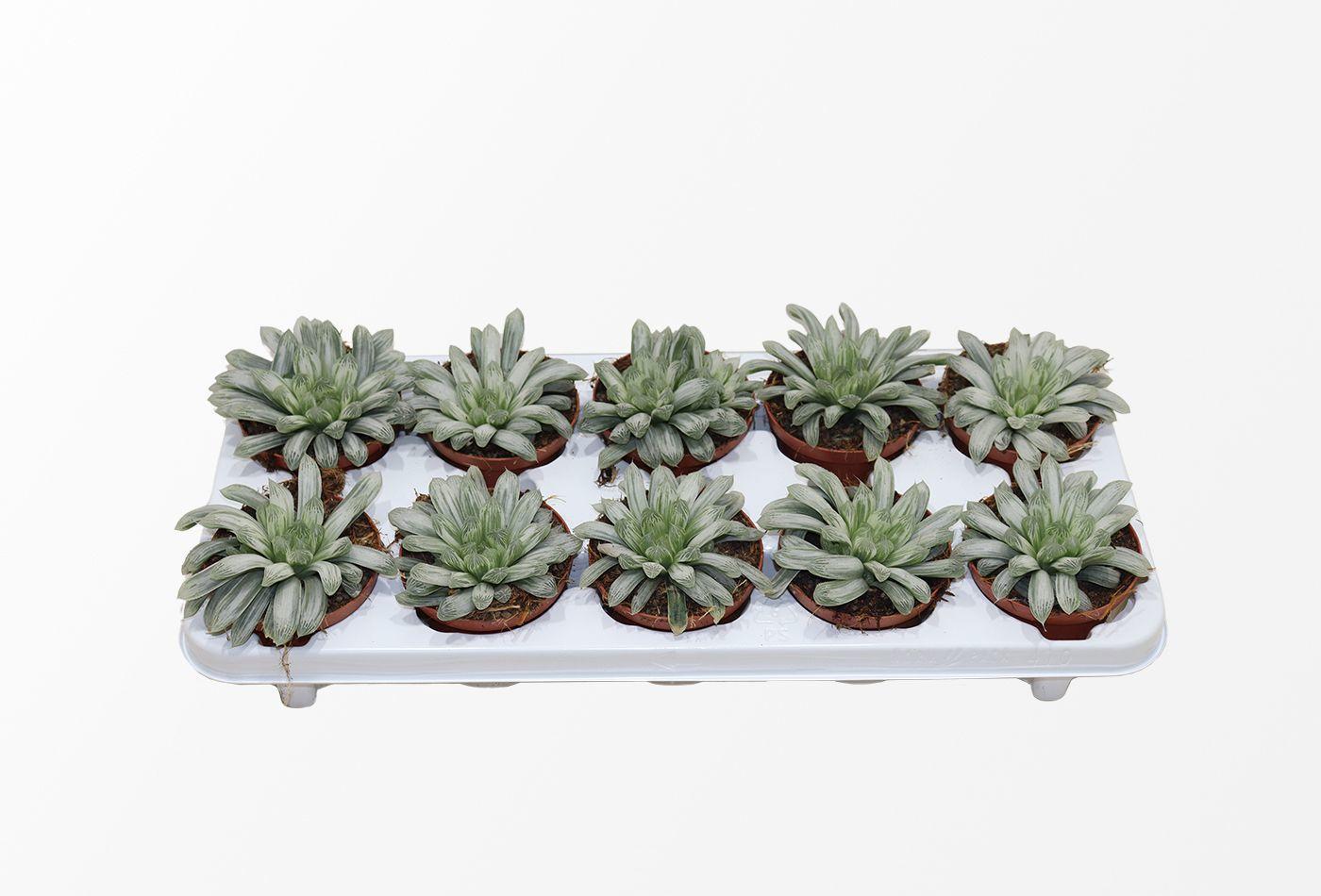 Горшечные цветы и растения оптом Hawo Cymbiformis от 10шт из Голландии с доставкой по России