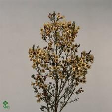 Срезанные цветы оптом Chamelaucium blondie от 25шт из Голландии с доставкой по России