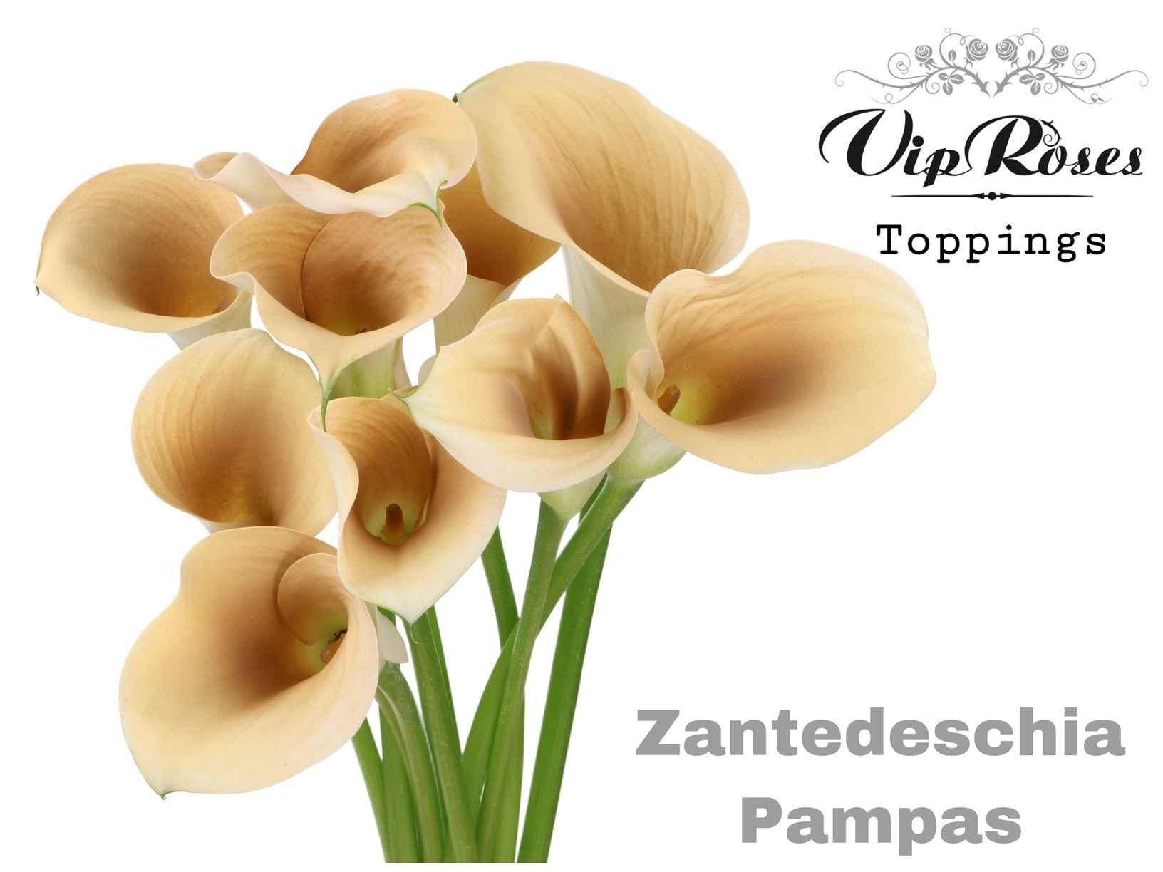 Срезанные цветы оптом Zantedeschia paint pampas от 40шт из Голландии с доставкой по России