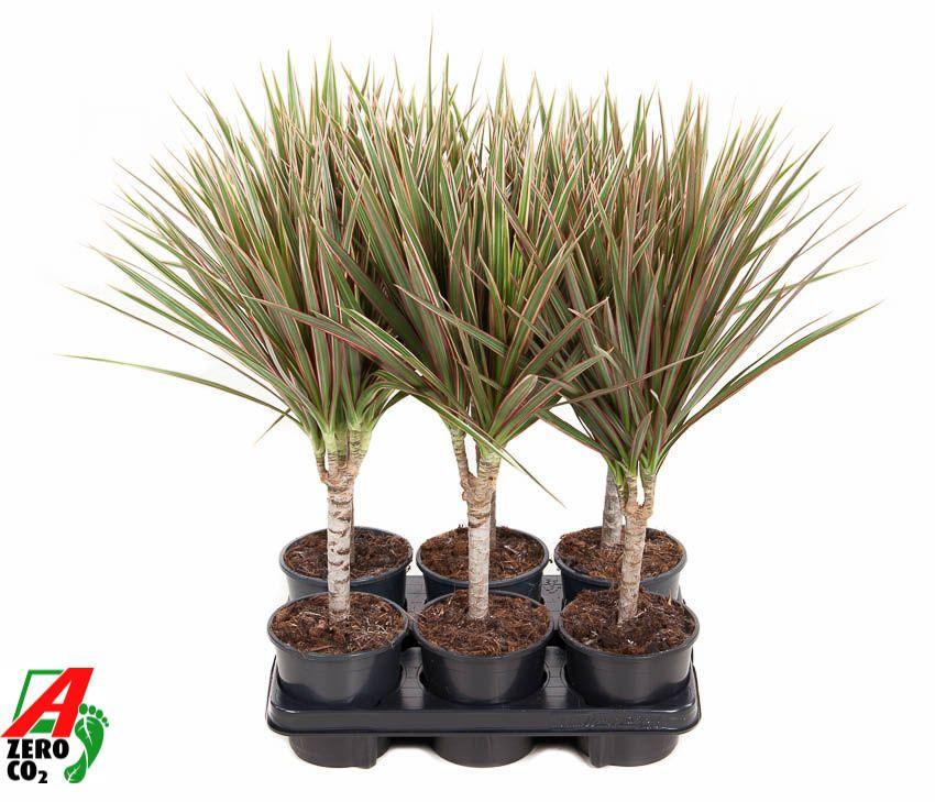 Горшечные цветы и растения оптом Dracaena Bicolor 15cm Stam от 6шт из Голландии с доставкой по России