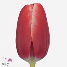 Срезанные цветы оптом Tulipa si kung-fu от 50шт из Голландии с доставкой по России