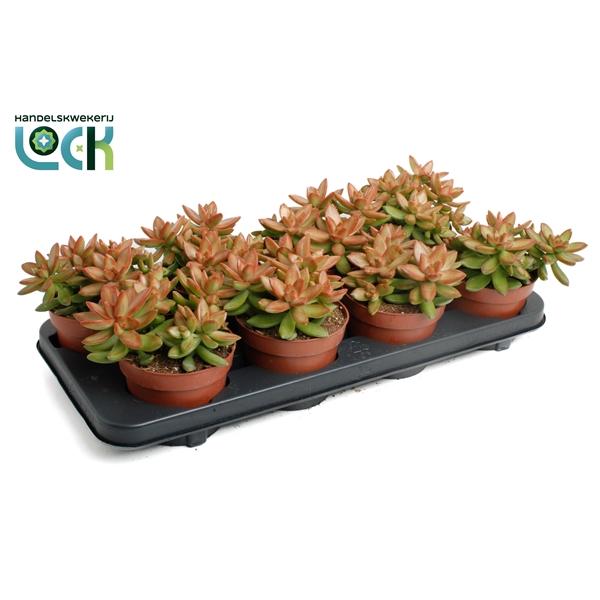Горшечные цветы и растения оптом Sedum Adolphii от 6шт из Голландии с доставкой по России