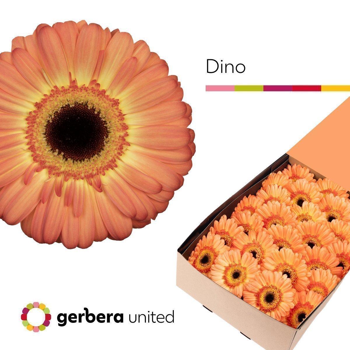 Срезанные цветы оптом Gerbera dino+ от 25шт из Голландии с доставкой по России
