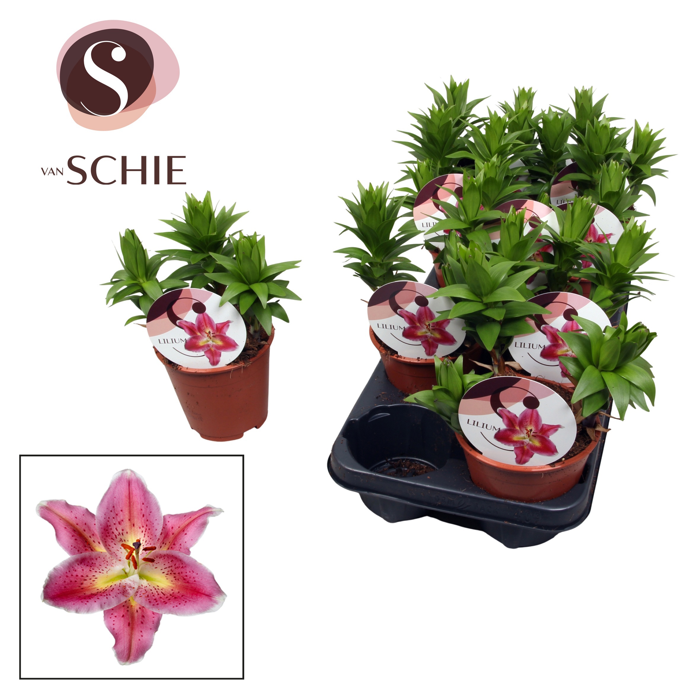 Горшечные цветы и растения оптом Lilium Oriental Watch Me Grow Reeleeze от 9шт из Голландии с доставкой по России