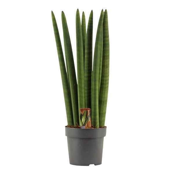 Горшечные цветы и растения оптом Sansevieria Cylindrica Straight от 7шт из Голландии с доставкой по России