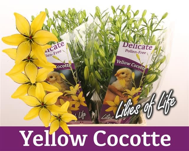 Срезанные цветы оптом Lilium as yellow cocotte от 60шт из Голландии с доставкой по России