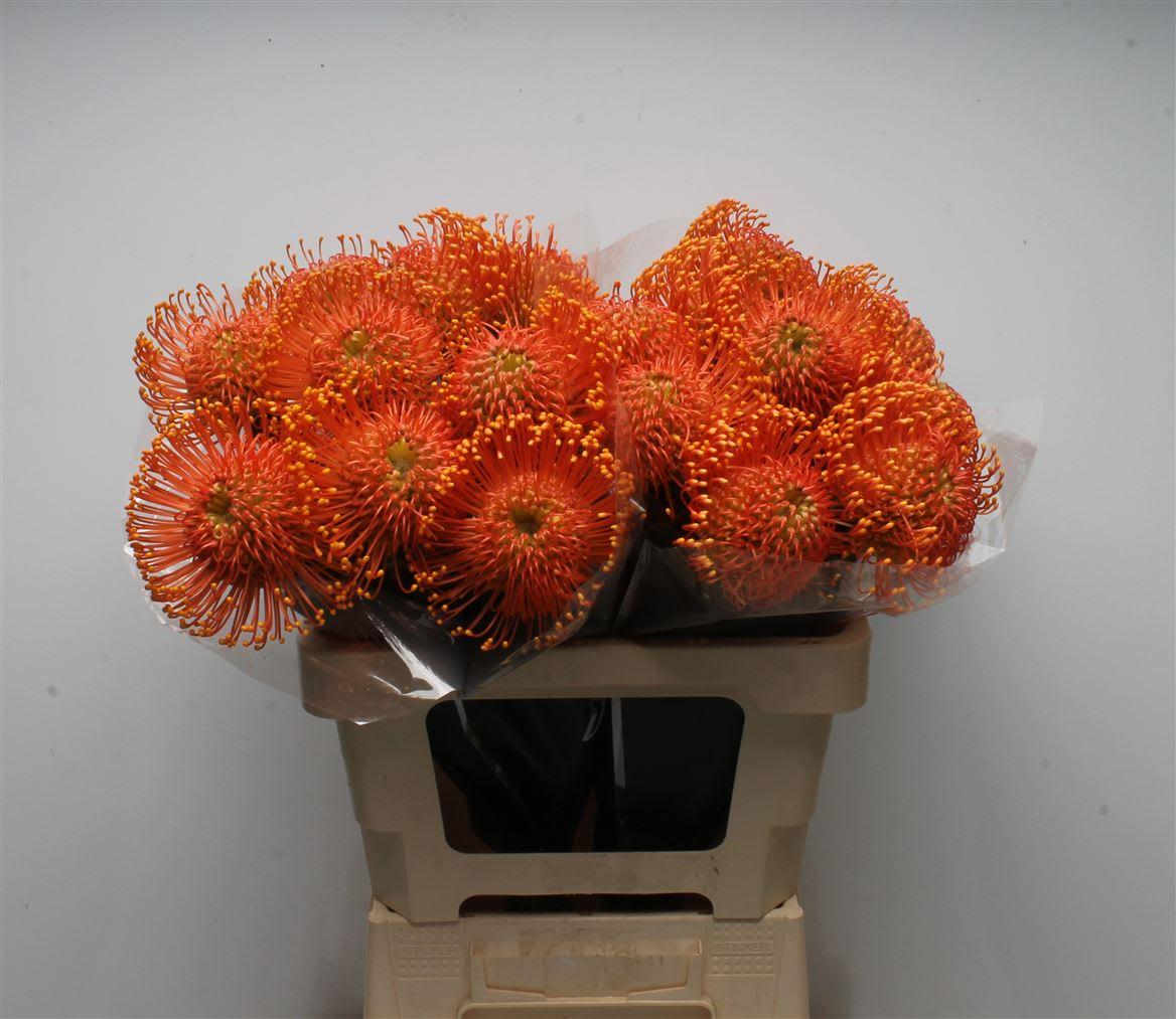 Срезанные цветы оптом Nutans ayoba orange zest от 20шт. из Голландии с доставкой по России