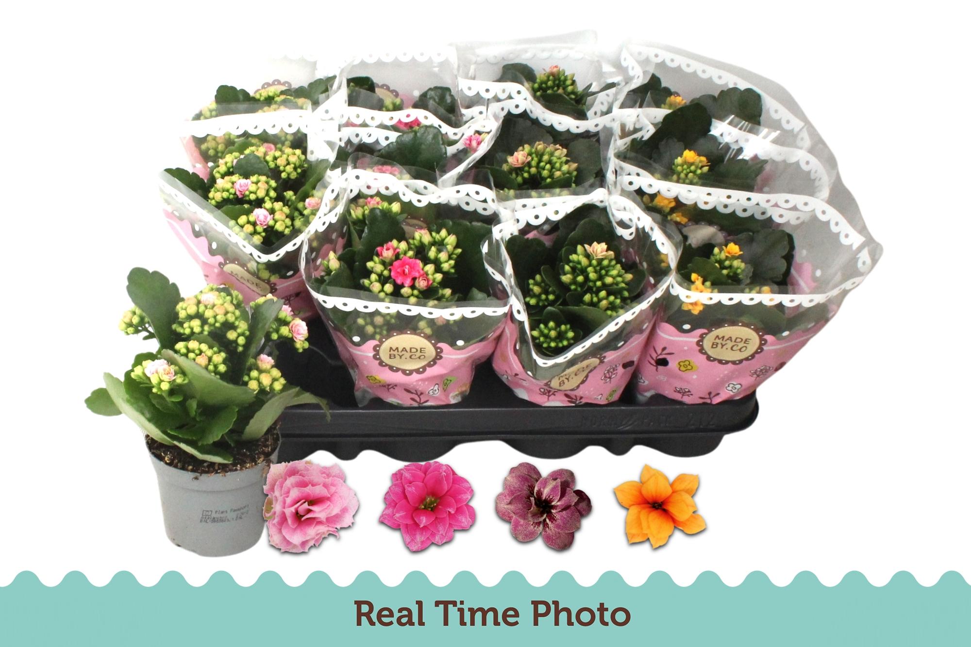 Горшечные цветы и растения оптом Kal Ge Gem Tweekl Bl от 12шт (для телеги) из Голландии с доставкой по России