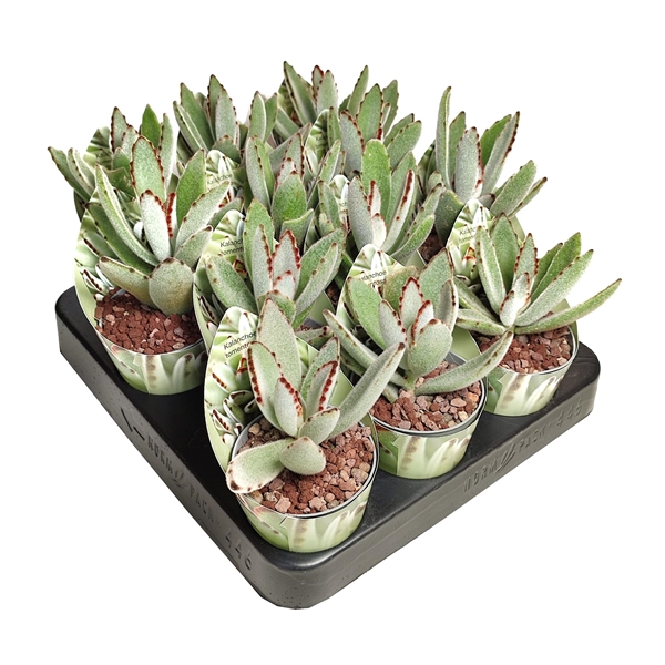 Горшечные цветы и растения оптом Kalanchoe Tomentosa Potcover от 12шт из Голландии с доставкой по России