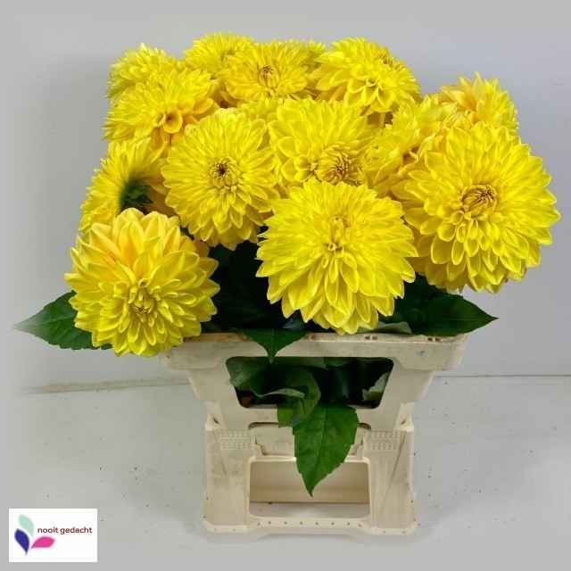 Срезанные цветы оптом Dahlia yellow bowl от 25шт из Голландии с доставкой по России