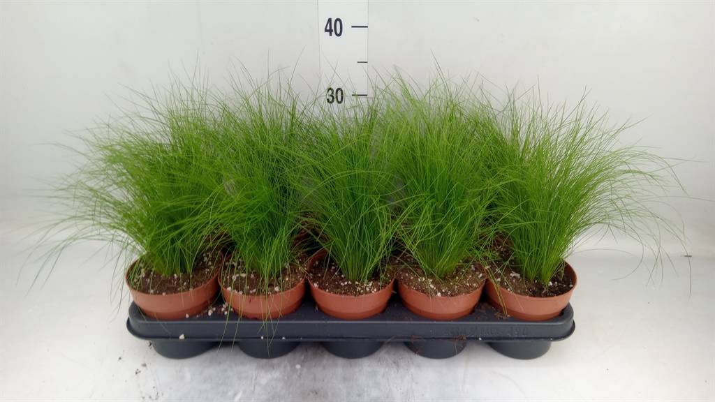 Горшечные цветы и растения оптом Stipa Tenuifolia от 10шт из Голландии с доставкой по России