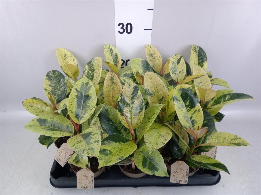 Горшечные цветы и растения оптом Ficus Elastica ...mix 4 от 14шт (для телеги) из Голландии с доставкой по России