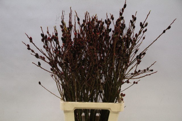 Срезанные цветы оптом Salix melanostachys от 50шт из Голландии с доставкой по России