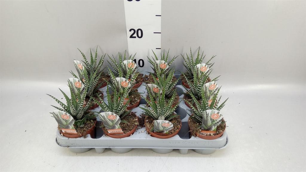 Горшечные цветы и растения оптом Haworthia Fasciata big Band от 12шт (для телеги) из Голландии с доставкой по России