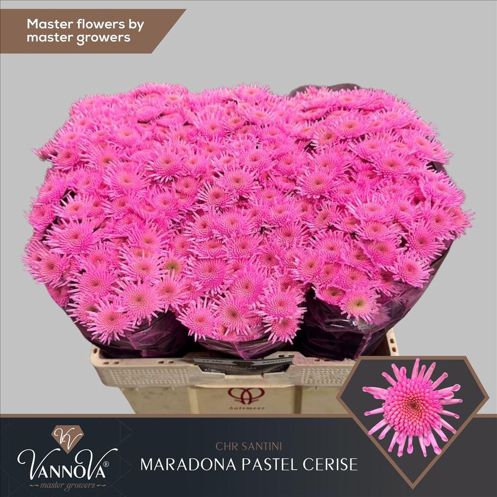 Срезанные цветы оптом Chrys sp paint maradona pastel cerise от 75шт из Голландии с доставкой по России