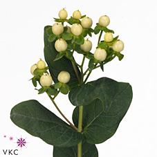 Срезанные цветы оптом Hypericum cool romance от 100шт. из Голландии с доставкой по России