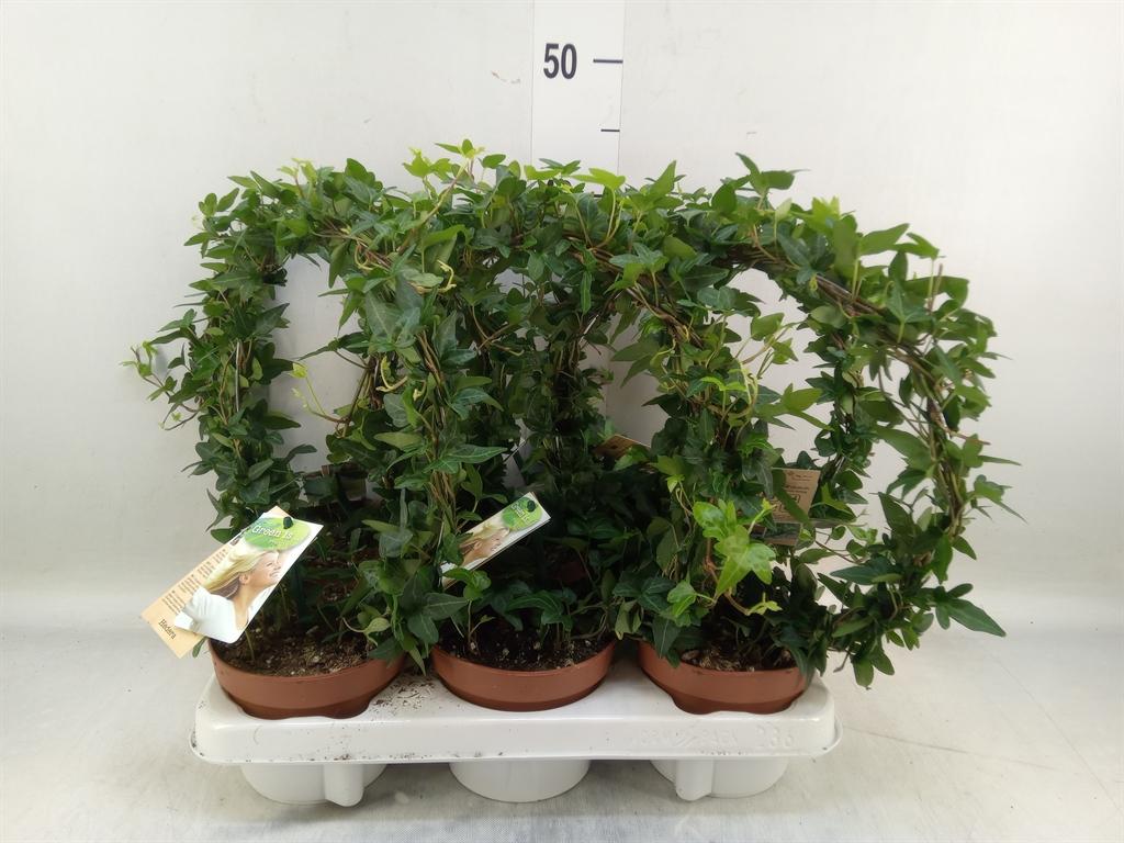 Горшечные цветы и растения оптом Hedera   ...green Leafed от 6шт из Голландии с доставкой по России