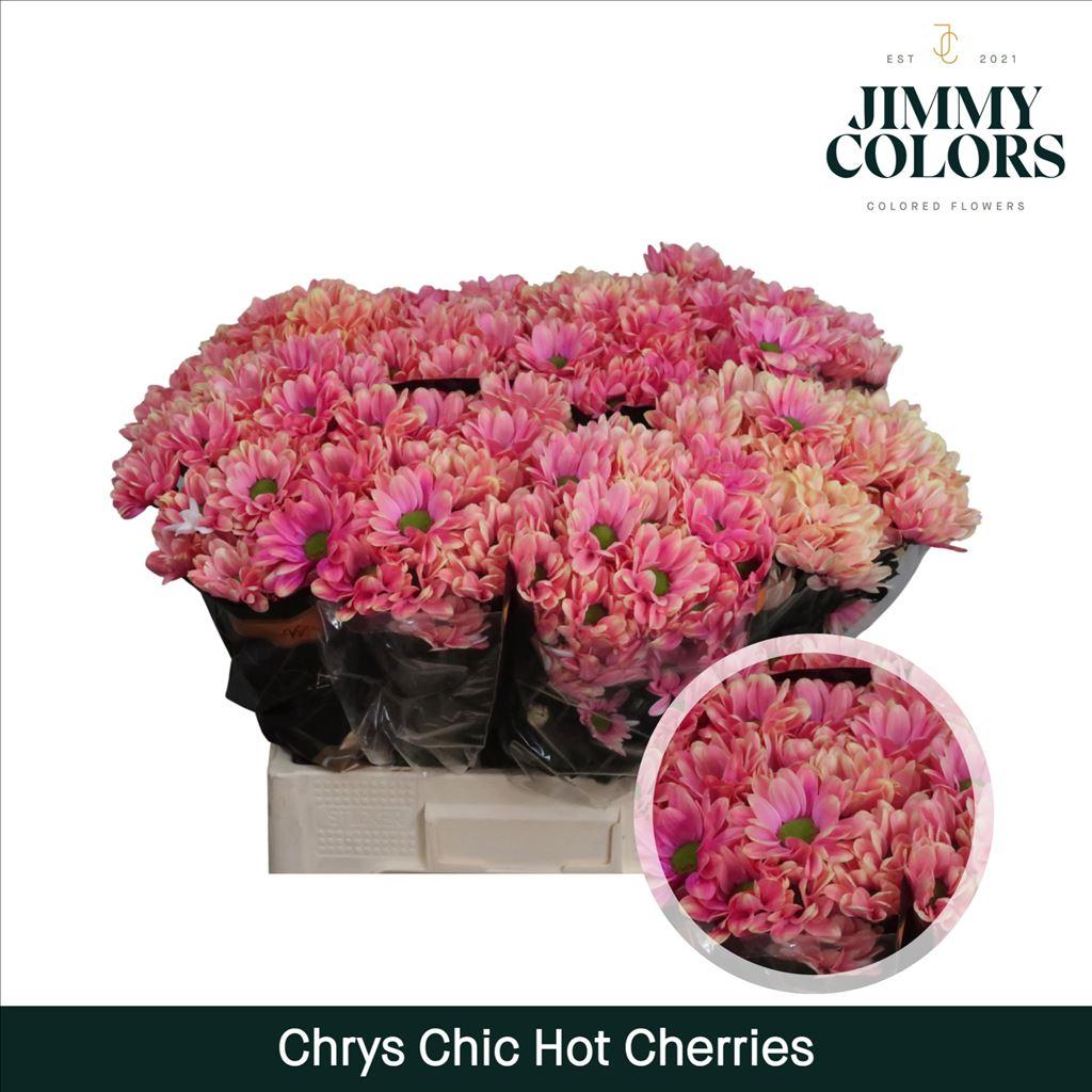 Срезанные цветы оптом Chrys sp paint chic hot cerise от 40шт из Голландии с доставкой по России