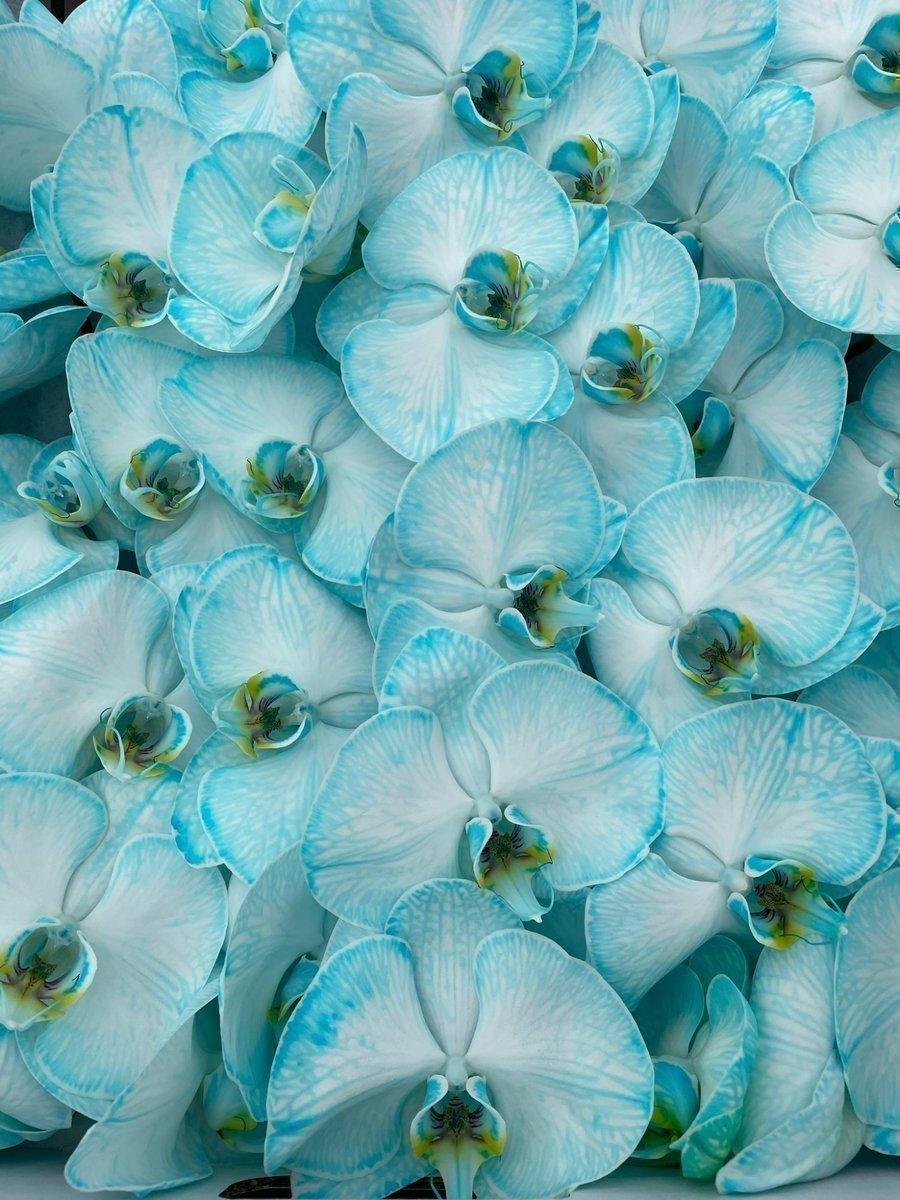 Срезанные цветы оптом Phalaenopsis paint ice blue от 10шт из Голландии с доставкой по России