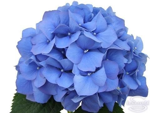 Срезанные цветы оптом Hydrangea bela blue от 10шт из Голландии с доставкой по России