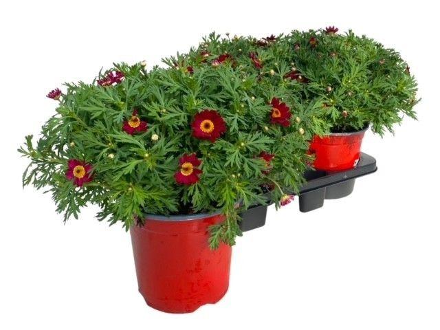 Горшечные цветы и растения оптом Argyranthemum Frut Red от 1шт из Голландии с доставкой по России