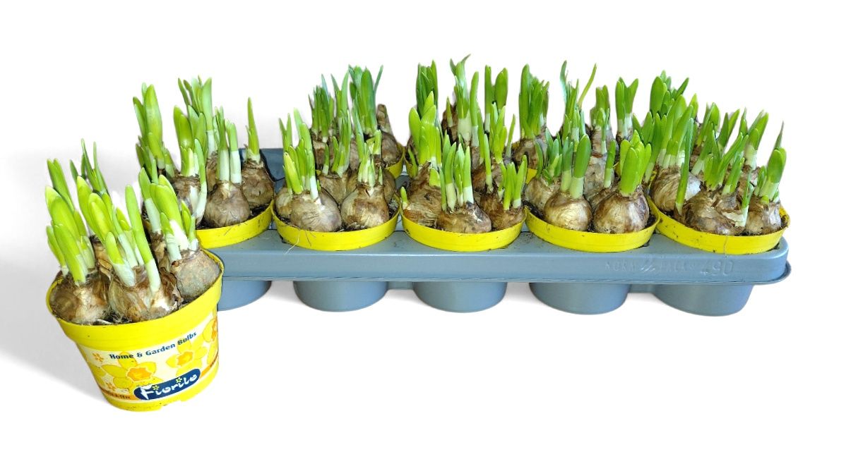 Горшечные цветы и растения оптом Narc O Tete A Tete от 10шт из Голландии с доставкой по России