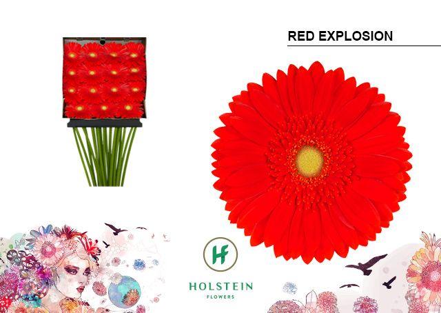Срезанные цветы оптом Gerbera diamond red explosion от 15шт из Голландии с доставкой по России