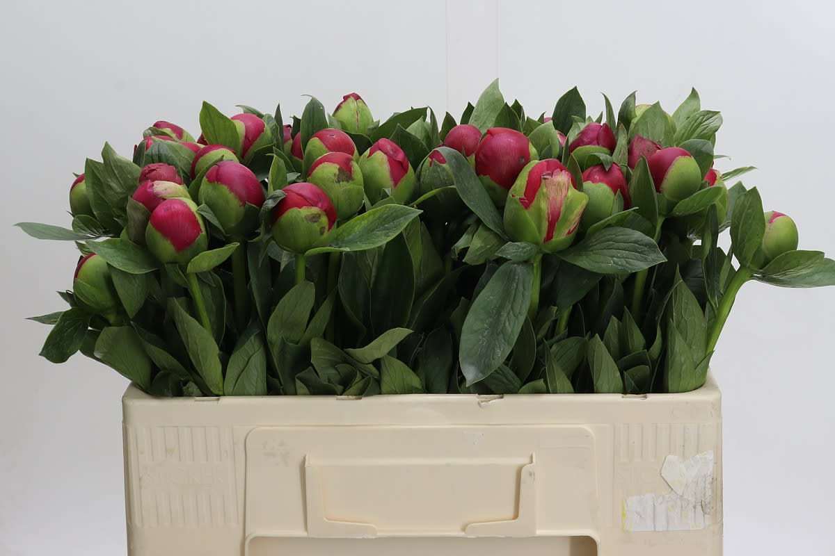 Срезанные цветы оптом Paeonia belgravia от 50шт из Голландии с доставкой по России