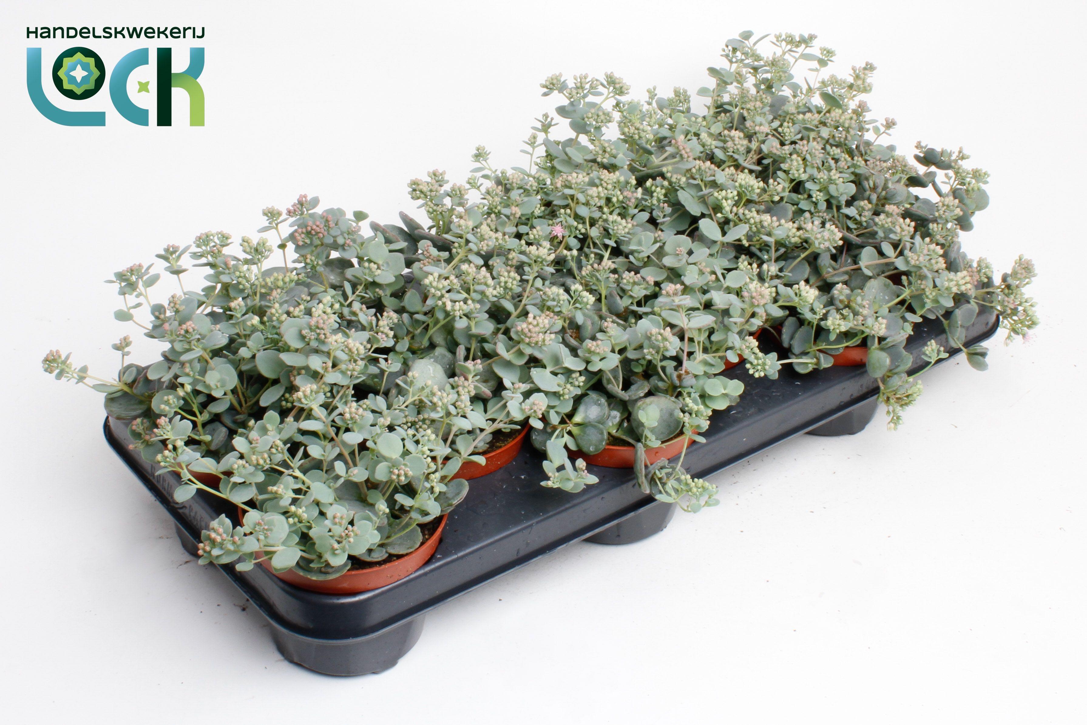 Горшечные цветы и растения оптом Sedum Sieboldii от 9шт из Голландии с доставкой по России
