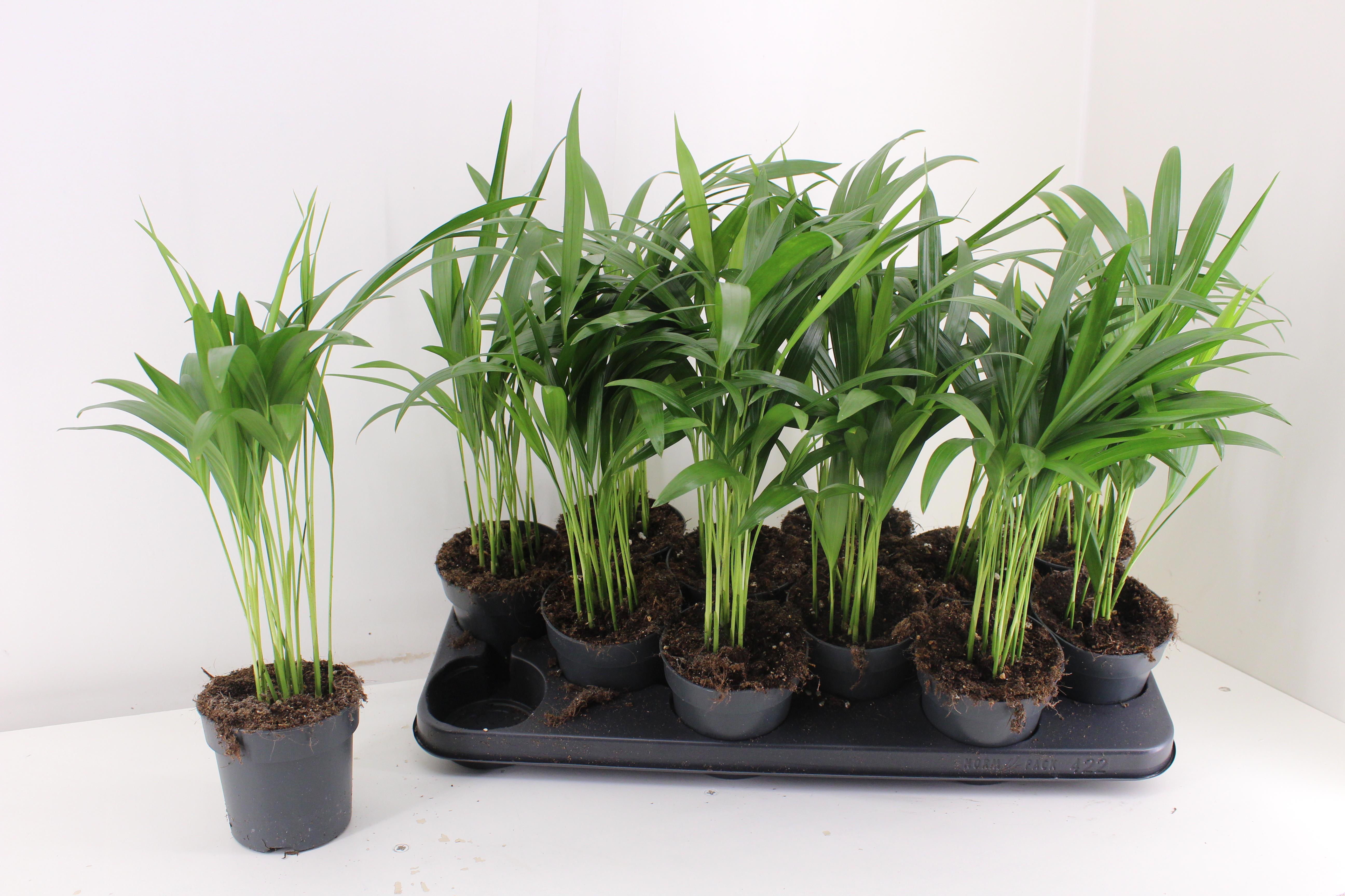 Горшечные цветы и растения оптом Dypsis Lutescens от 12шт из Голландии с доставкой по России