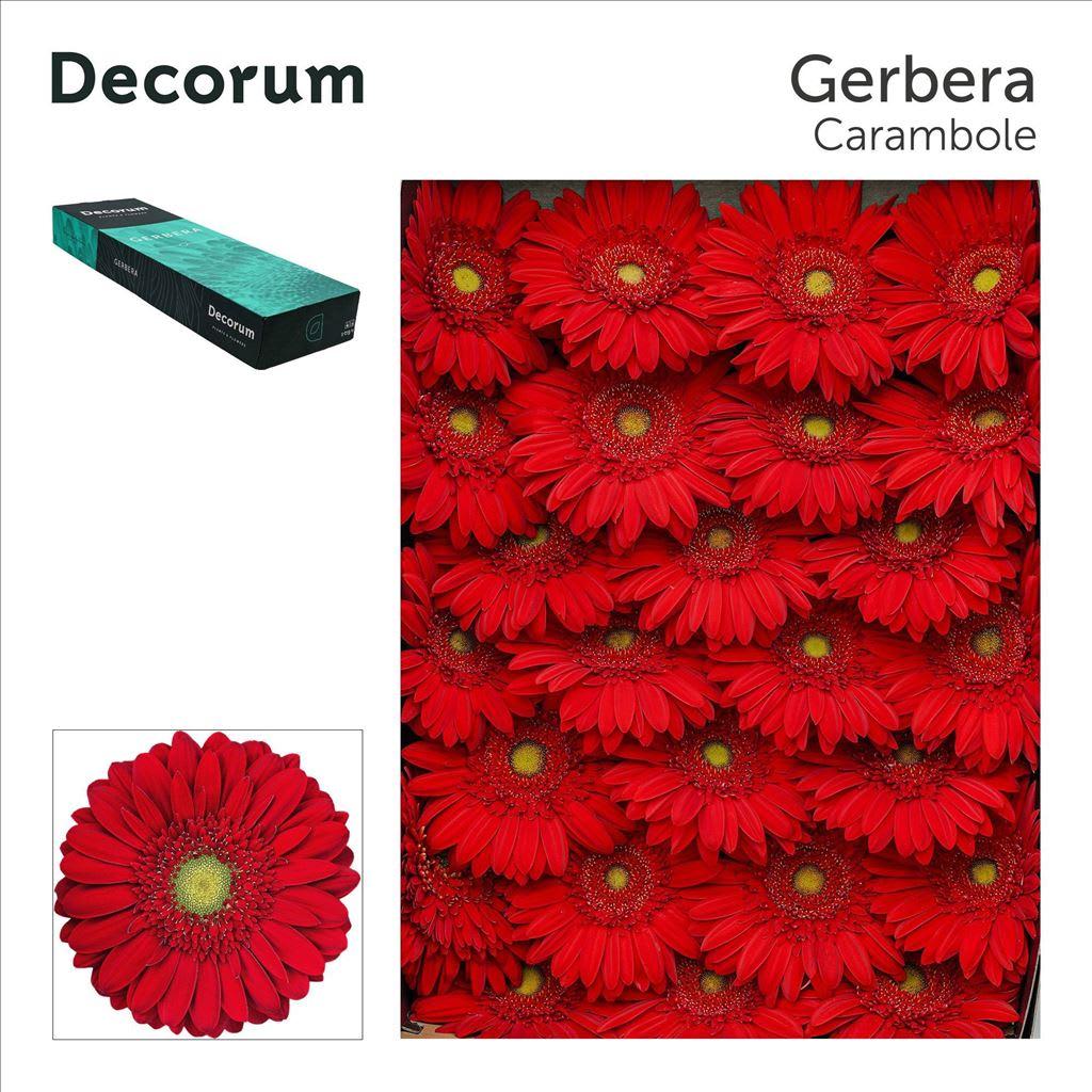Срезанные цветы оптом Gerbera roxy от 50шт из Голландии с доставкой по России