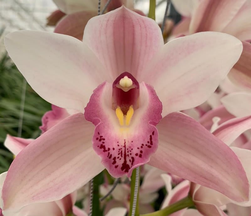 Срезанные цветы оптом Cymbidium pink joal от 10шт из Голландии с доставкой по России