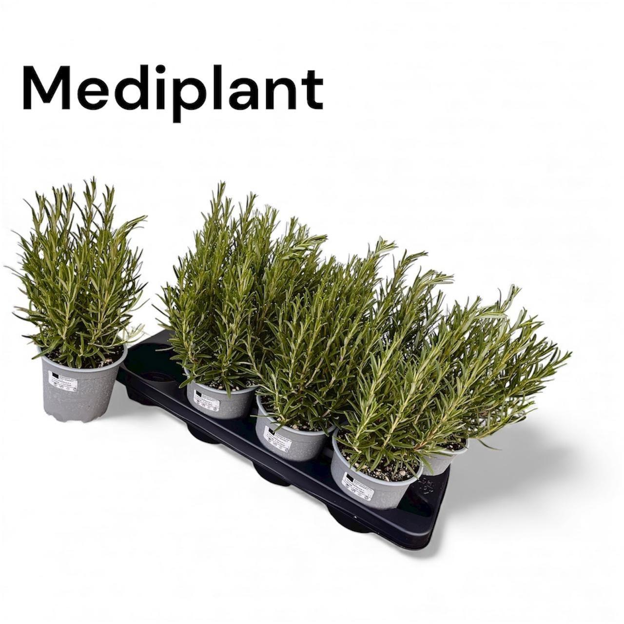 Горшечные цветы и растения оптом Rosmarin Of Ov от 8шт из Голландии с доставкой по России