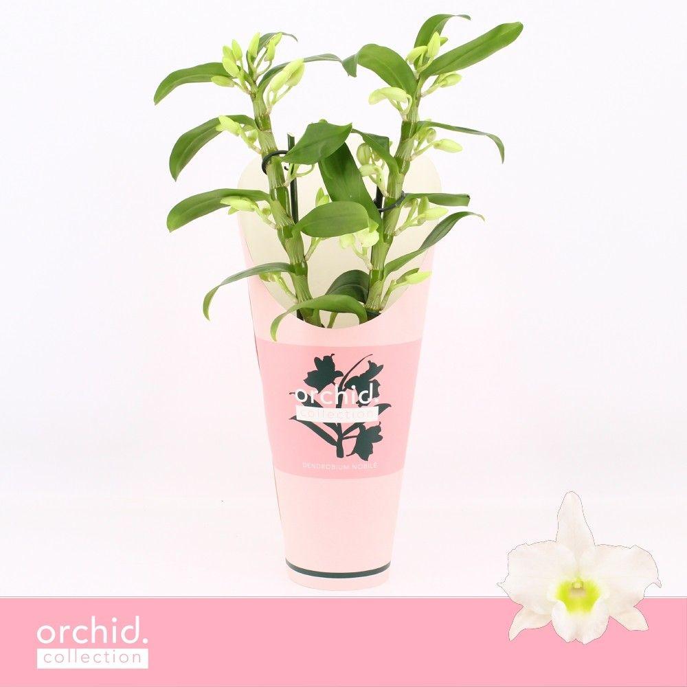 Горшечные цветы и растения оптом Dendr Nob 2st Apollon Compact Orchid от 6шт из Голландии с доставкой по России